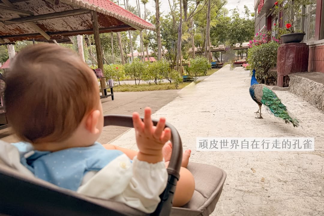 帶一歲寶寶環島大成功（下集）?