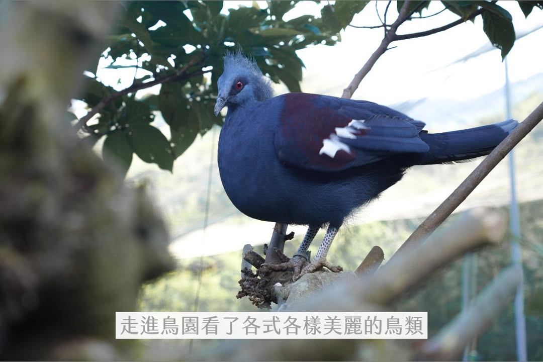 帶一歲寶寶環島大成功（下集）?